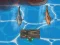 Laro Titanic Shark Attacks online
