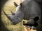 Laro Wild Rhino Hunter online