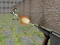 Laro Bullet Fire online