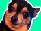 Laro What meme dog are you ? online