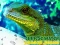 Laro Chinese Water Dragon Jigsaw online