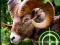 Laro Crazy Goat Hunter 2020 online