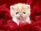 Laro Funny Kitty online