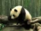Laro Pandas Puzzle online