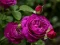 Laro Purple Roses online