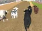 Laro Angry Bull Racing online