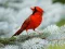 Laro Birds Puzzle online