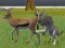 Laro Wolf Life Simulator online