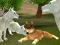 Laro Wild Wolves Hunger Attack online
