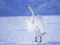 Laro Graceful Swans online