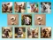 Laro Doggie Duo Discoveries online