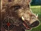 Laro Boar Hunting Jigsaw online