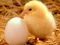 Laro Lovable Little Creatures Puzzle online