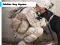 Laro Soldier Dog Jigsaw online