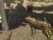 Laro African Cheetah Hunting Simulator online