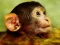 Laro Funny Baby Monkey online