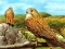 Laro Birds of Prey Slide online