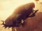 Laro Zombie Car Driver online
