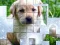 Laro PicPu Dog online