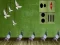 Laro Pigeon Escape 2 online
