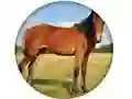 Laro Animal Quiz online