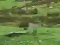 Laro Pigeons Hunting online