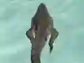 Laro Crocodile Simulator Beach Hunt online