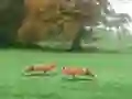 Laro Hunted Fox online
