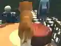 Laro Dog Simulator: Puppy Craft online