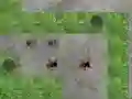 Laro Spider Tower Defence online