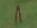 Laro Dino Hunt online