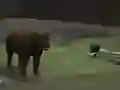 Laro Bear Den online