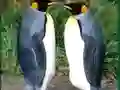 Laro Penguin Puzzle online