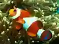 Laro Underwater Hidden Numbers online