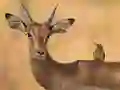 Laro Wild Deer Jigsaw online