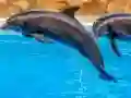 Laro Sea Dolphin Jigsaw online