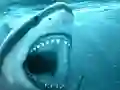 Laro Hungry Shark online