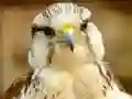 Laro Gyrfalcon Jigsaw online