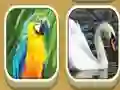Laro Match Zoo online