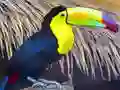Laro Toucan Bird Jigsaw online