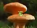 Laro Mushroom Plant Land Escape online
