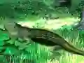 Laro Lizard Forest Escape online