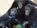 Laro Funny Chimpanzee Jungle Escape online