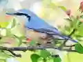 Laro Hidden Spots Birds online