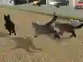 Laro Run Cat Cat Race online