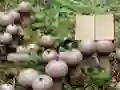 Laro Lycoperdon Mushroom Land Escape online