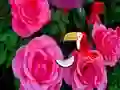 Laro Precious Rose Escape online