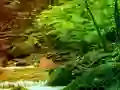 Laro Peaceful Rainbow Forest Escape online