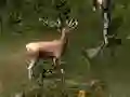 Laro Sniper Hunting Deadly Animal online