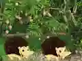Laro Escape From Mango Farm online